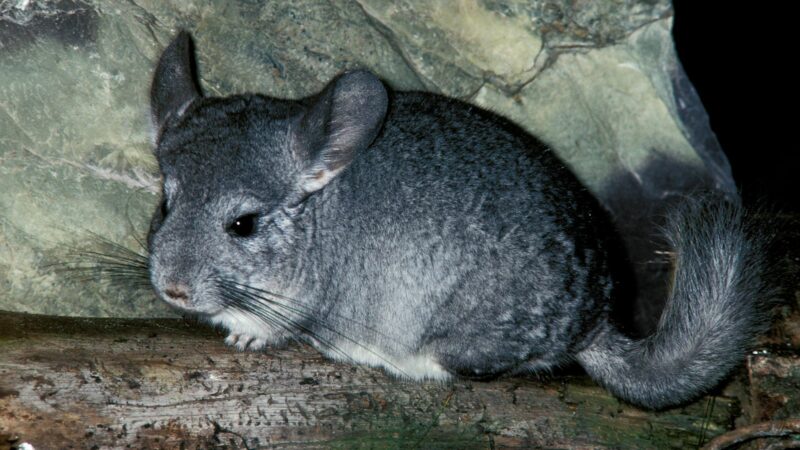 purple:mszns8mbntq= chinchilla