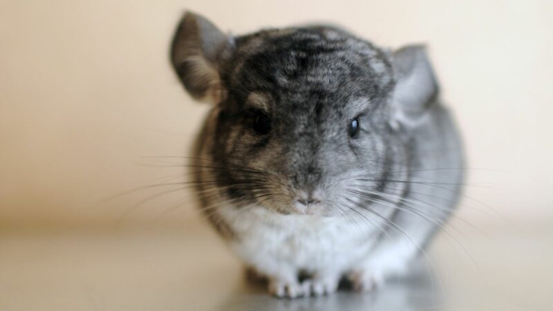 purple:mszns8mbntq= chinchilla